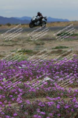 media/Jan-14-2023-SoCal Trackdays (Sat) [[497694156f]]/Turn 14 Exit Bloomig (145pm)/